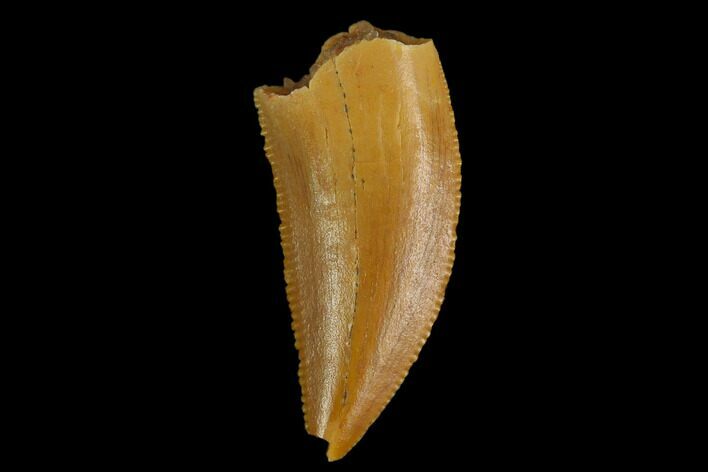 Serrated, Raptor Tooth - Real Dinosaur Tooth #130366